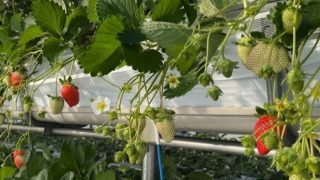 甘熟いちごや燦燦園仙台ハーベストビレッジ店