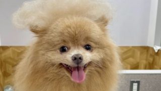 Dog salon marque