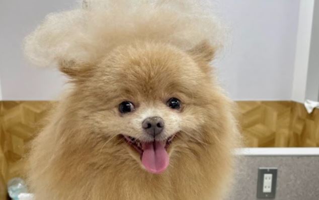 Dog salon marque